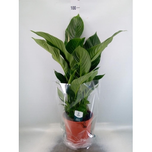 Spathiphyllum  'Sweet Silvana'