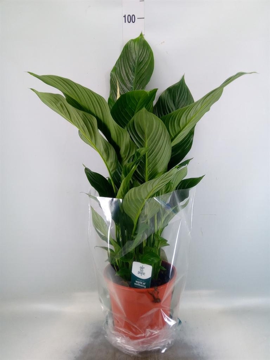 <h4>Spathiphyllum  'Sweet Silvana'</h4>