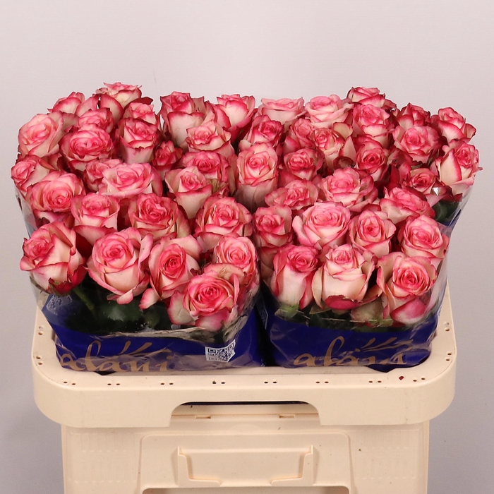 <h4>R GR PALOMA</h4>