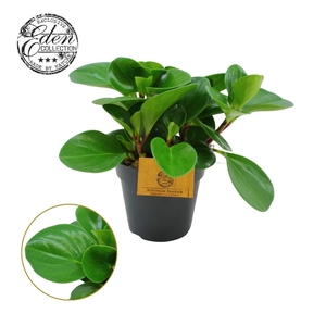 Peperomia Obtusifolia Groen 12cm