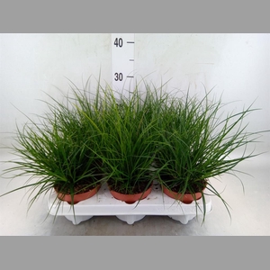 Carex brunnea