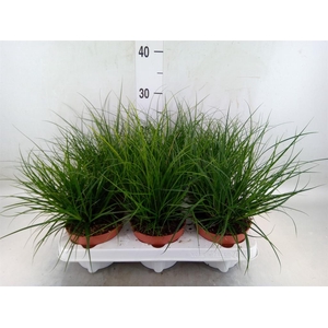 Carex brunnea