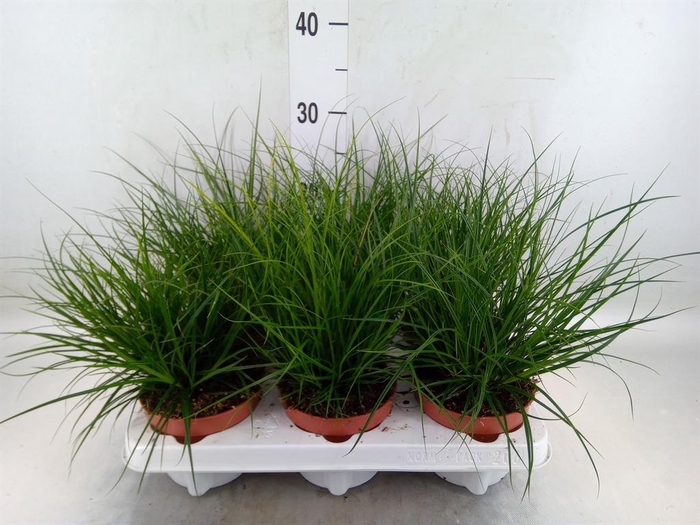 <h4>Carex brunnea</h4>