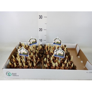 Arr.   Bol/Knolgewas L%