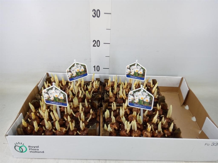 <h4>Arr.   Bol/Knolgewas L%</h4>