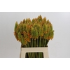 Kniphofia Eycone Peach