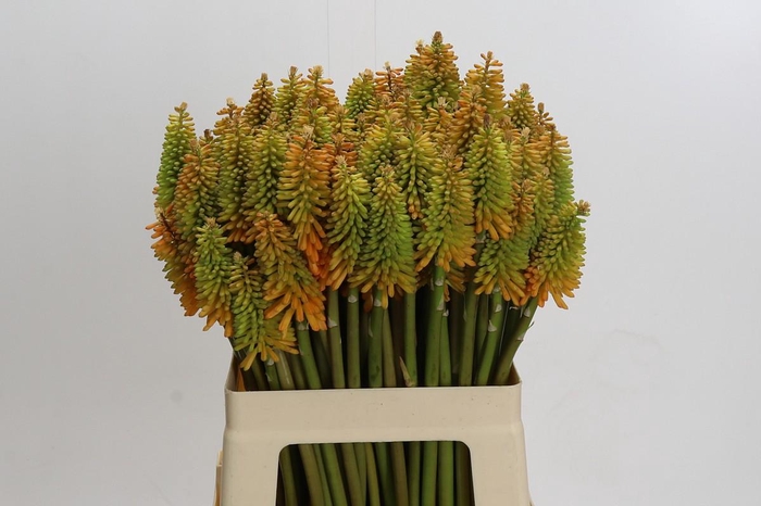 <h4>Kniphofia Eycone Peach</h4>