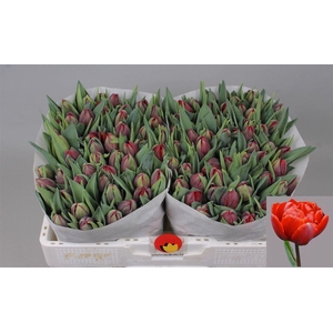 Tu Du Red Princess 32 GR,(NL),(10)