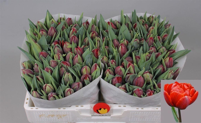 <h4>Tu Du Red Princess 32 GR,(NL),(10)</h4>