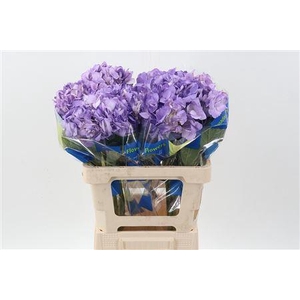 Hydra M Lavendel Select