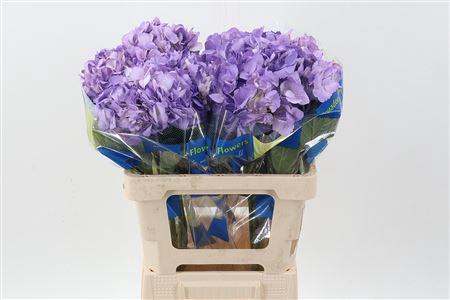 <h4>Hydra M Lavendel Select</h4>