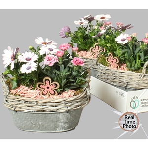 ARR TUINPLANTEN