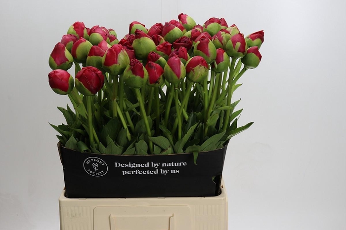 Paeonia Command Performance XXL