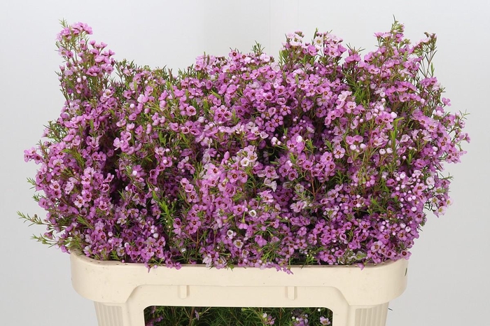 <h4>Chamelaucium Kerryn</h4>