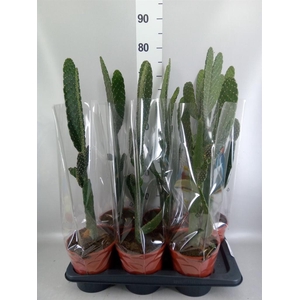Opuntia
