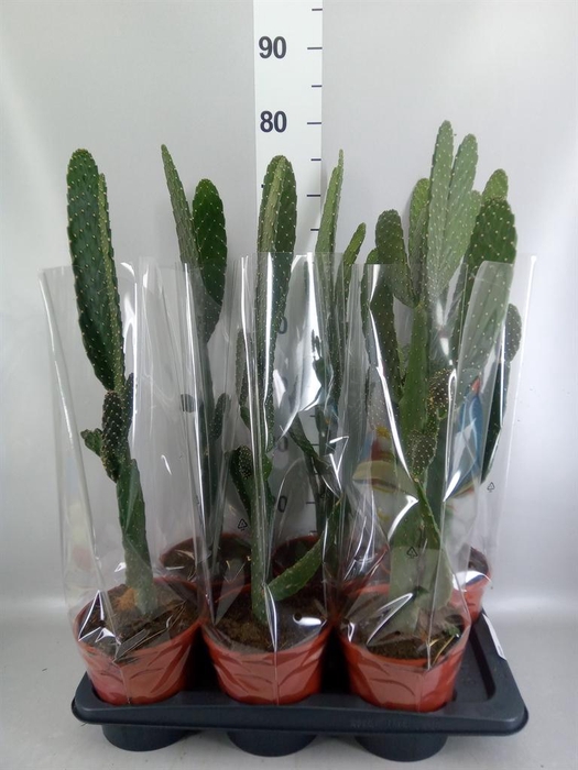 <h4>Opuntia</h4>