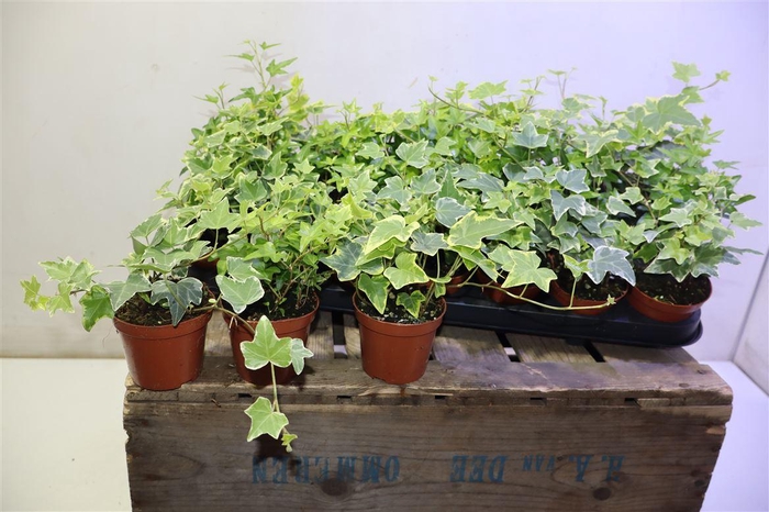 <h4>arr8 Hed He Gem</h4>