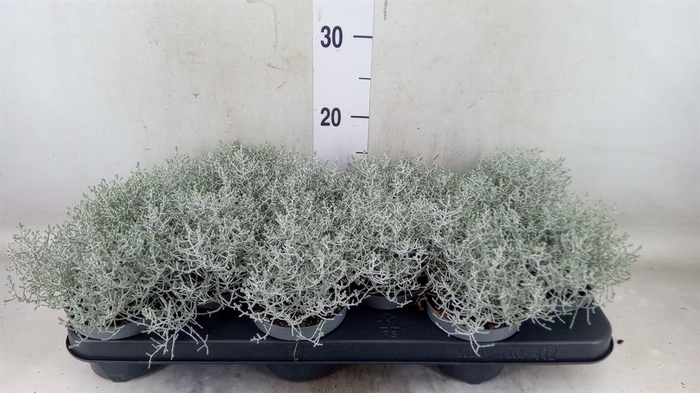 <h4>Leucophyta brownii</h4>