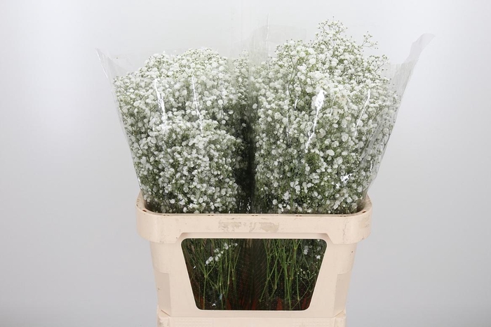 <h4>Gyps Pa Xlence</h4>