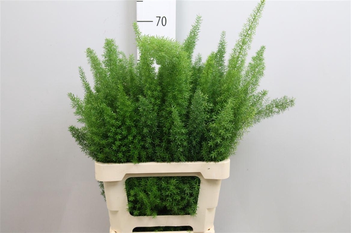 <h4>Asp Dens Myers</h4>