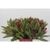 Protea Robijn