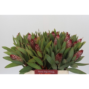 Protea Robijn