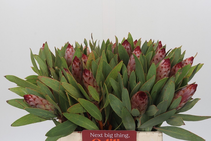 Protea Robijn