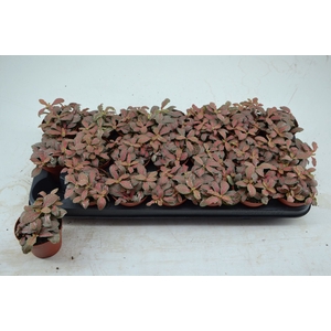 Fittonia