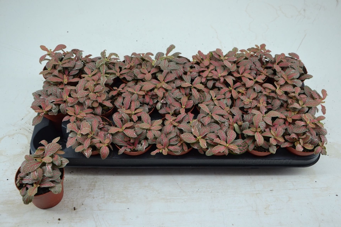 <h4>Fittonia</h4>