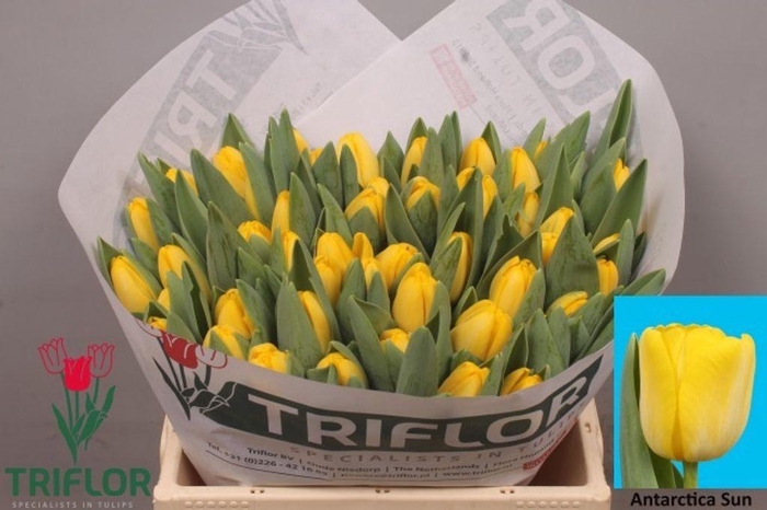 <h4>Tulipa si antarctica sun</h4>