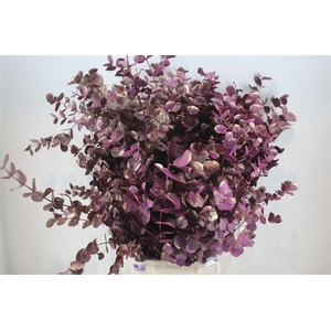 Euca Cinerea Antique Lila 200gr P Bunch