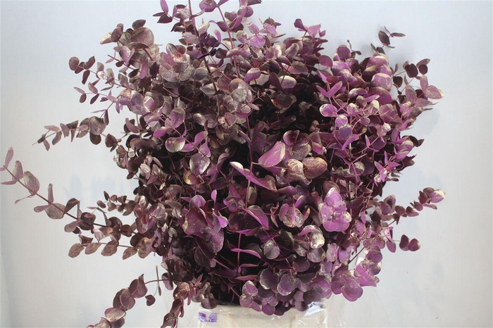 <h4>Euca Cinerea Antique Lila 200gr P Bunch</h4>