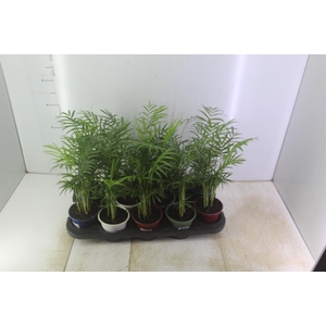 CHAMAEDOREA ELEGANS P11