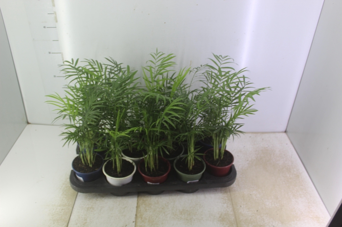 <h4>CHAMAEDOREA ELEGANS P11</h4>