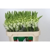Antirrhinum Potomac Ivory White