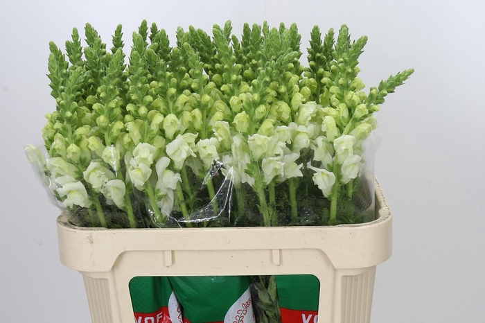 <h4>Antirrhinum Potomac Ivory White</h4>