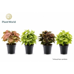Syngonium gemengd