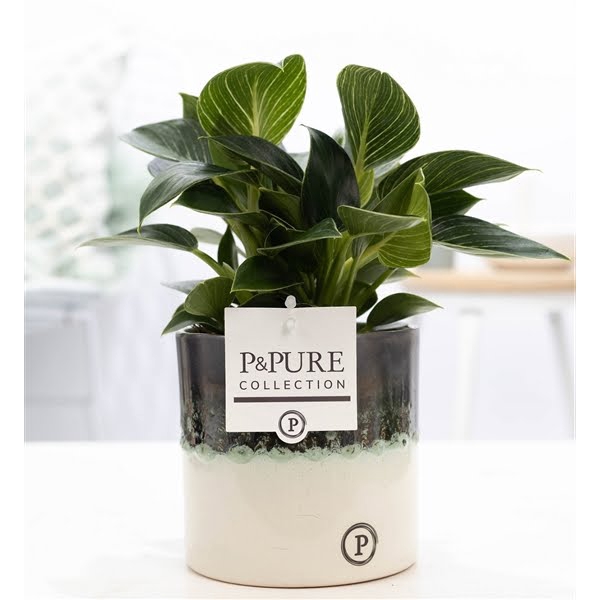 <h4>Philodendron WW in P&PURE Illusion cer. perfectly imperfectable</h4>