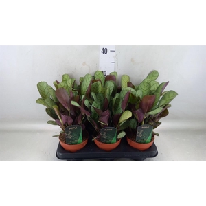 Ctenanthe burle-marxii 'Amagris'