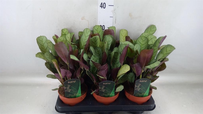 <h4>Ctenanthe burle-marxii 'Amagris'</h4>