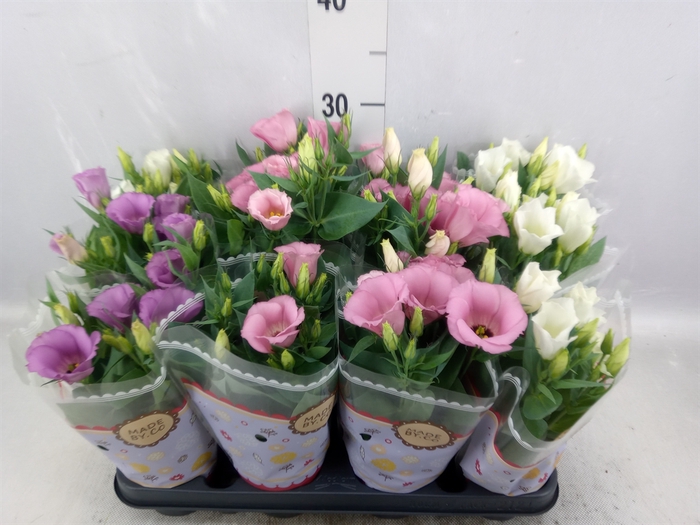 <h4>Eustoma russ. EN 'Carmen'   ...mix</h4>