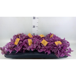 Tradescantia zebr. 'Pink Paradise'