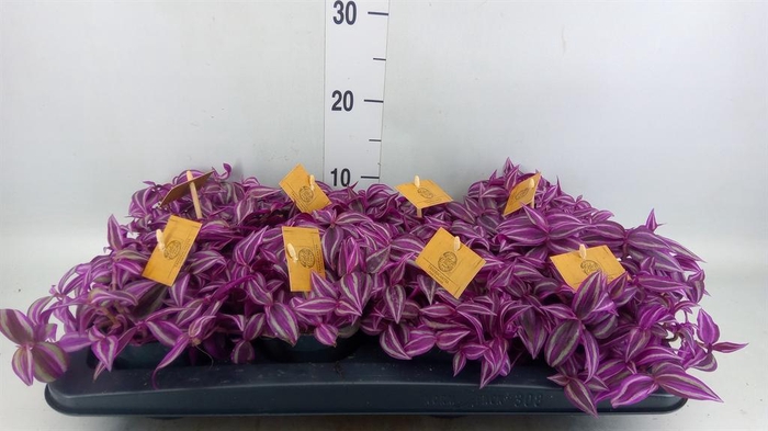 Tradescantia zebr. 'Pink Paradise'