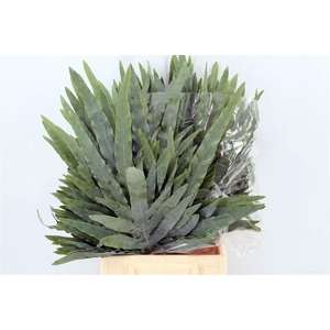 Phlebodium Blue Star Extra