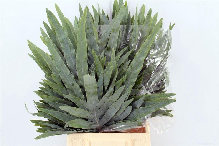 <h4>Phlebodium Blue Star Extra</h4>