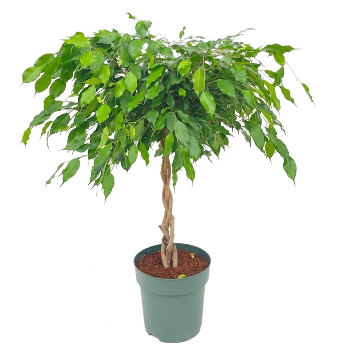 <h4>Ficus Adora (bark)</h4>