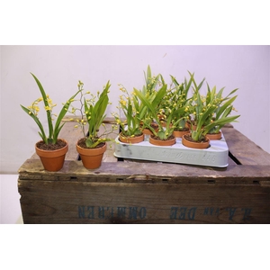 arr8 Oncidium Ov In Terra Cotta Potje
