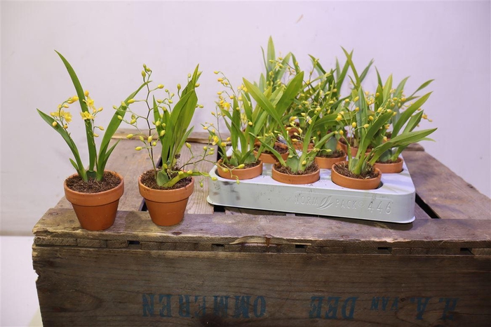 <h4>arr8 Oncidium Ov In Terra Cotta Potje</h4>