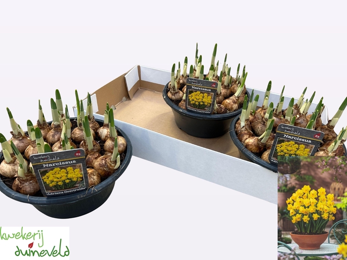 NARC C ADRIA GEERTRU