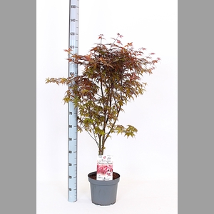 ACER PA SKEET BROOM